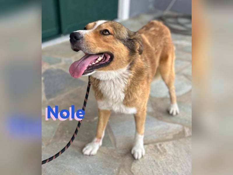 Nole ,geb.01/2022  - Goldi-Mix sucht seine Familie