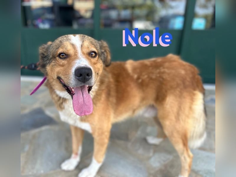 Nole ,geb.01/2022  - Goldi-Mix sucht seine Familie
