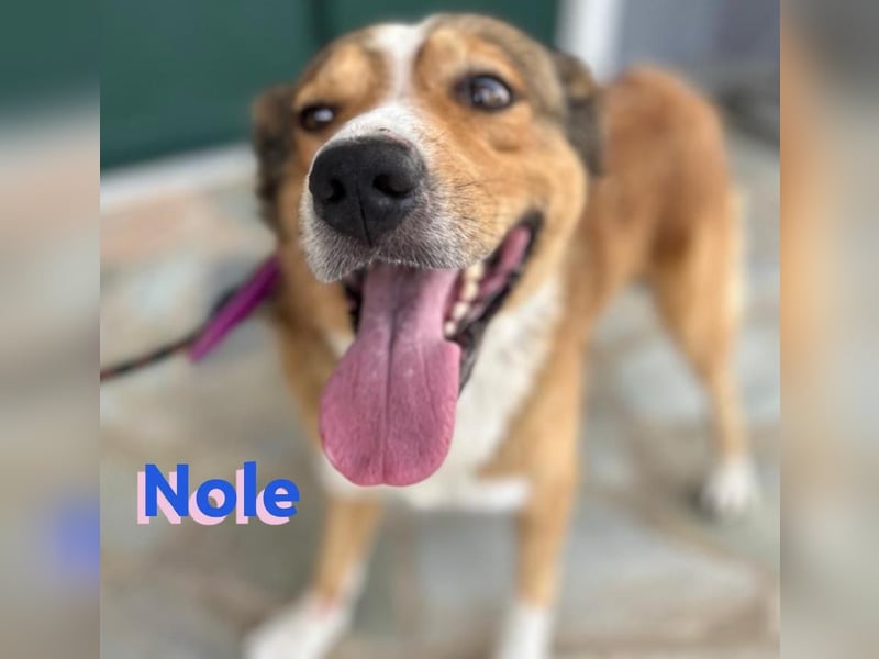 Nole ,geb.01/2022  - Goldi-Mix sucht seine Familie