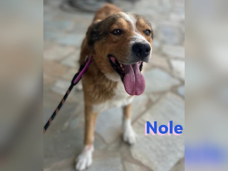 Nole ,geb.01/2022  - Goldi-Mix sucht seine Familie