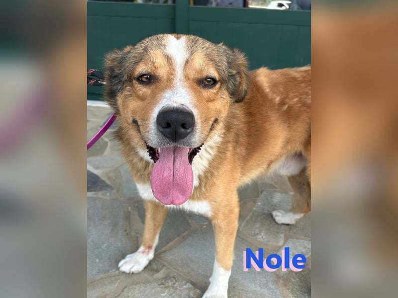 Nole ,geb.01/2022  - Goldi-Mix sucht seine Familie