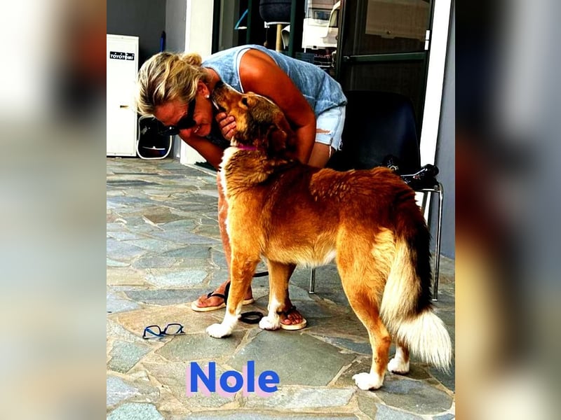 Nole ,geb.01/2022  - Goldi-Mix sucht seine Familie