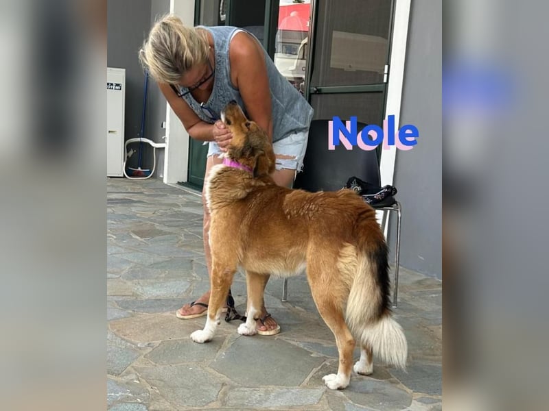 Nole ,geb.01/2022  - Goldi-Mix sucht seine Familie