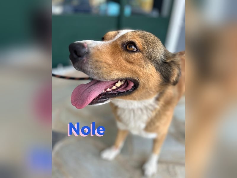 Nole ,geb.01/2022  - Goldi-Mix sucht seine Familie