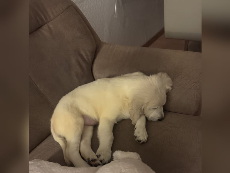 Golden Retriever Welpe