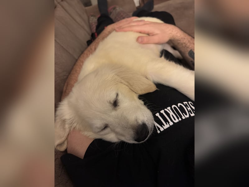 Golden Retriever Welpe