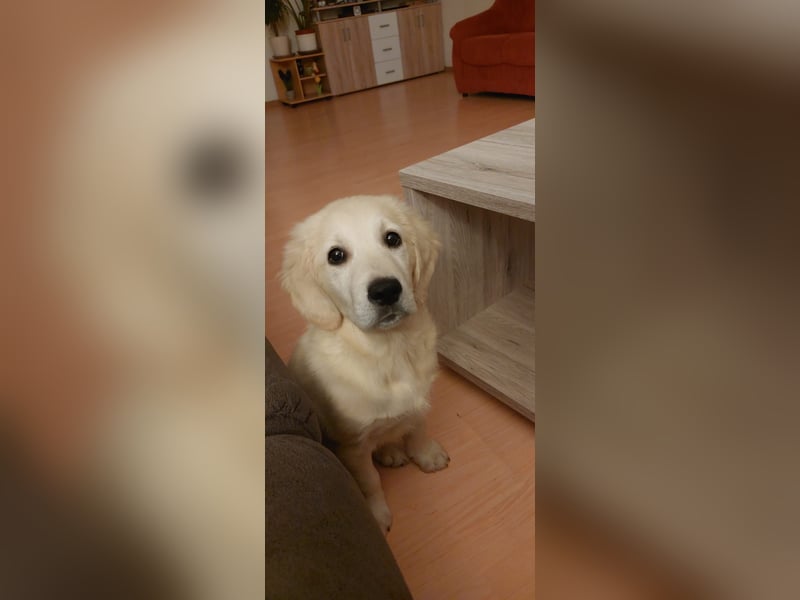 Golden Retriever Welpe