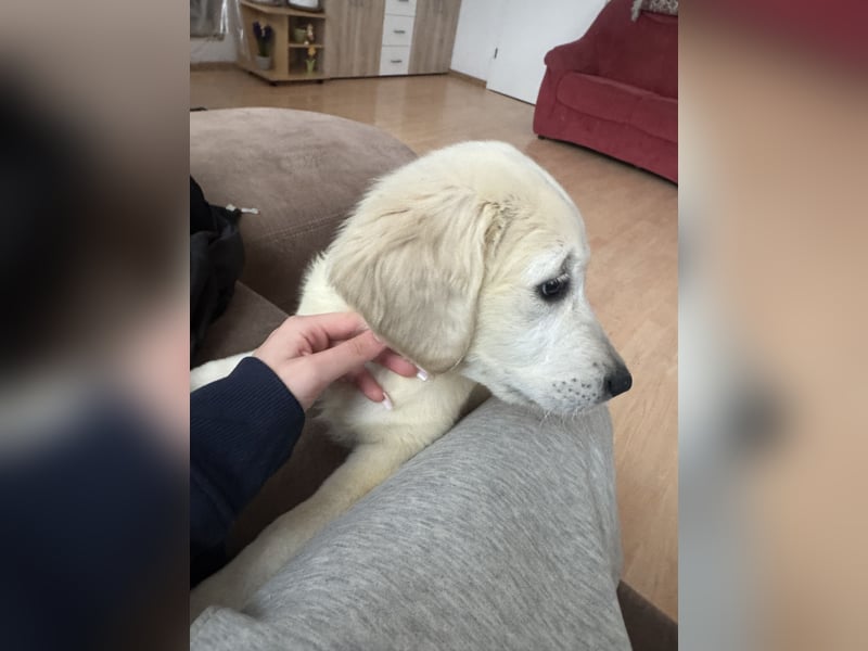 Golden Retriever Welpe