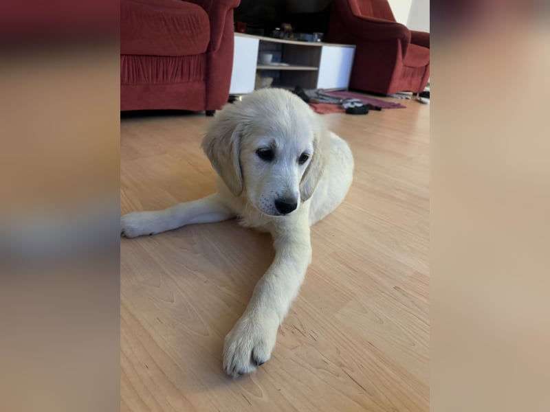 Golden Retriever Welpe