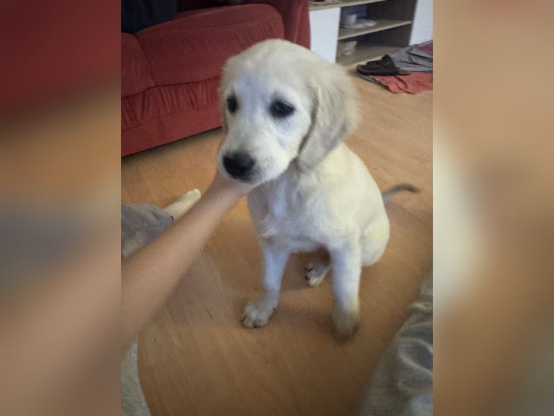 Golden Retriever Welpe