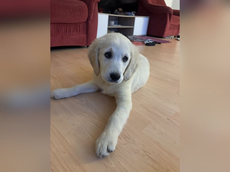 Golden Retriever Welpe