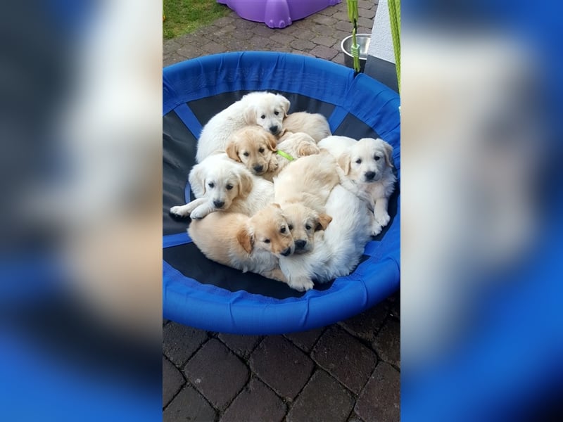 Golden Retriever Welpen reinrassig - Wurfankündigung Ende Juni 2025