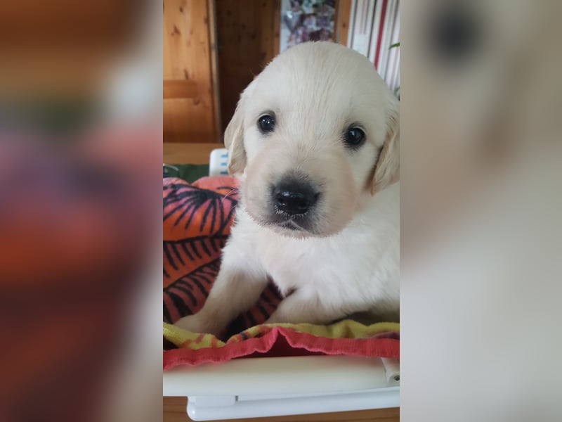 Golden Retriever Welpen reinrassig / Wurfankündigung Juni/Juli 2025