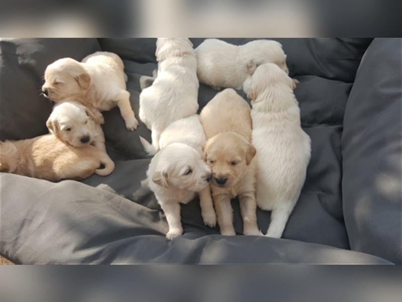 Golden Retriever Welpen reinrassig - Wurfankündigung Ende Juni 2025