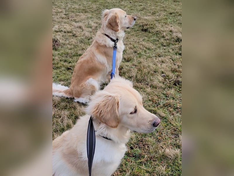 Golden Retriever Welpen reinrassig - Wurfankündigung Ende Juni 2025