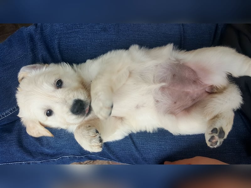 Golden Retriever Welpen reinrassig - Wurfankündigung Ende Juni 2025