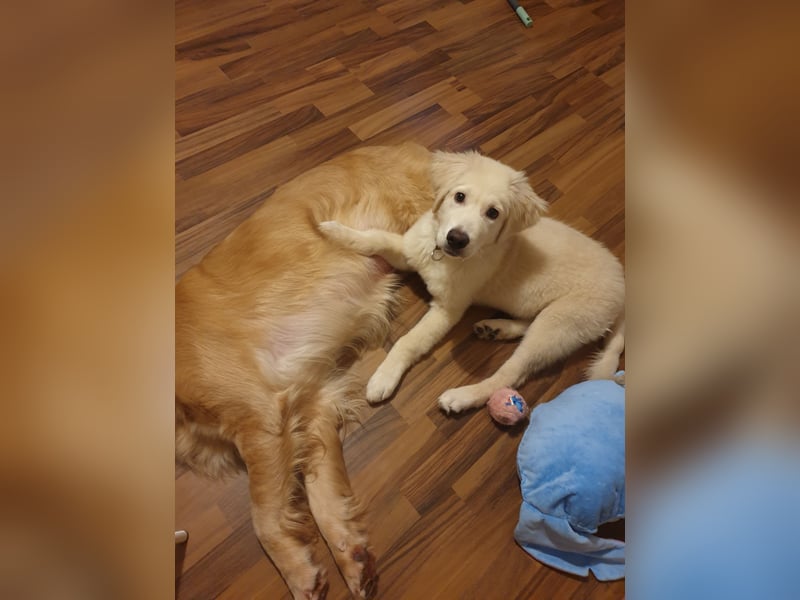 Welpen Golden retriever 8 Monaten