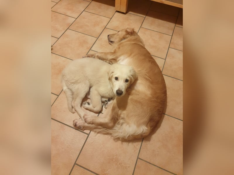 Welpen Golden retriever 8 Monaten