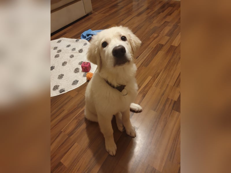 Welpen Golden retriever 8 Monaten