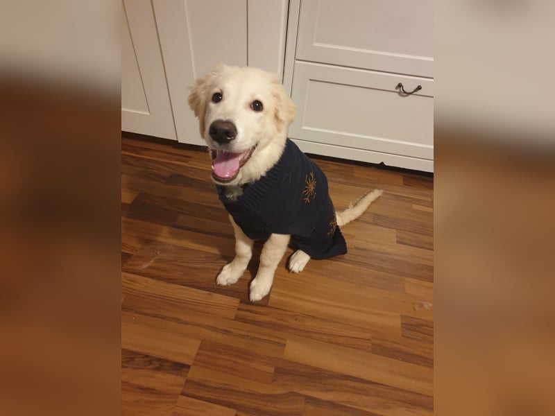Welpen Golden retriever 8 Monaten