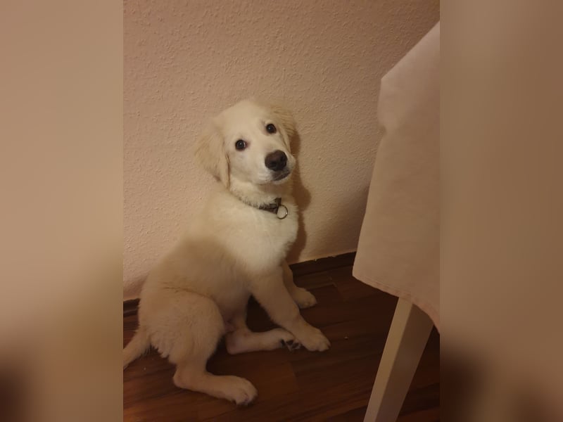Welpen Golden retriever 8 Monaten