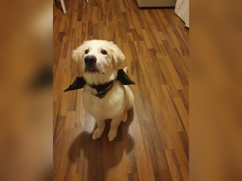 Welpen Golden retriever 8 Monaten