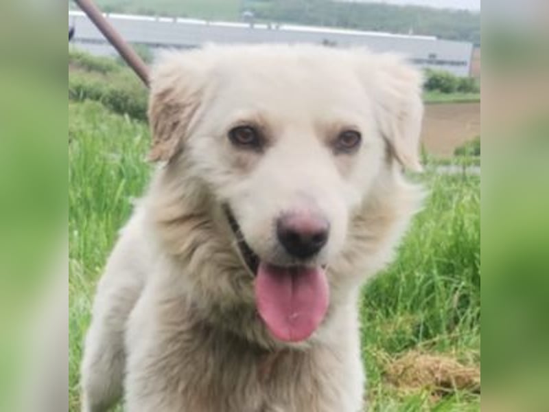 Steven, Retriever Mischling