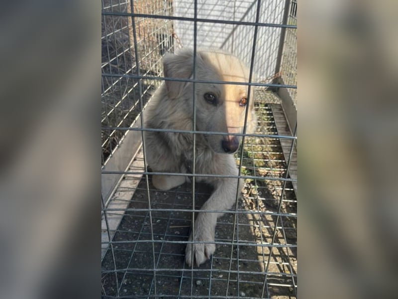 Steven, Retriever Mischling