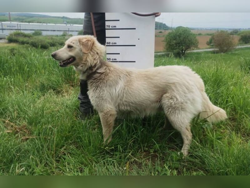 Steven, Retriever Mischling