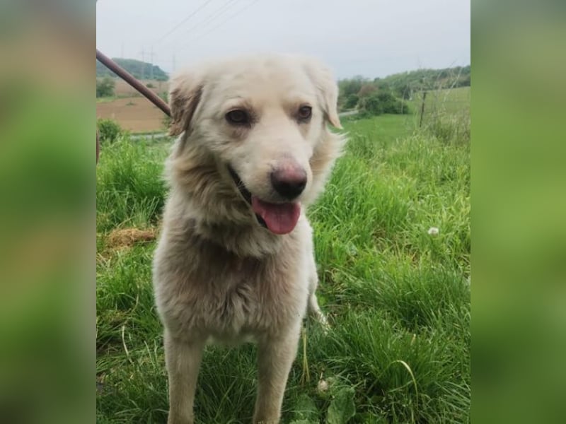 Steven, Retriever Mischling