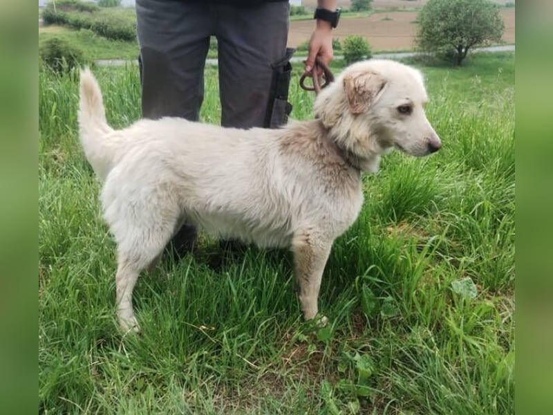 Steven, Retriever Mischling