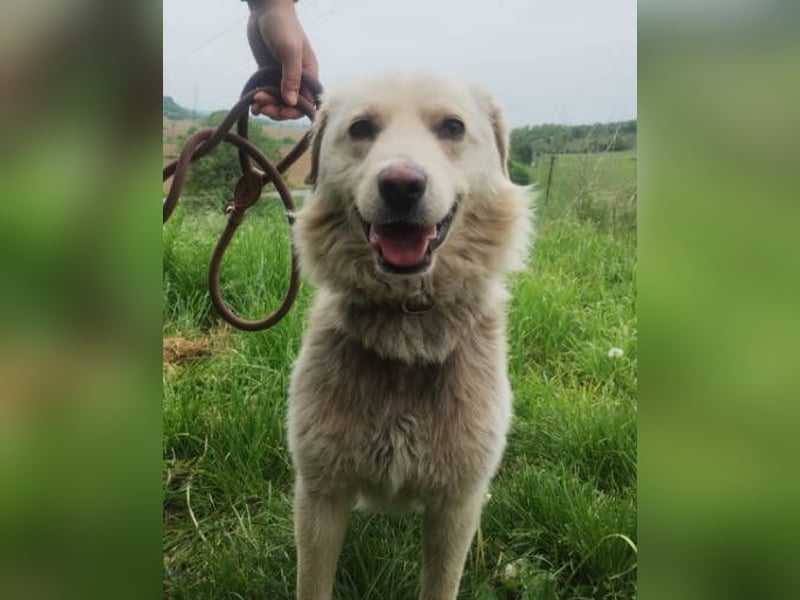 Steven, Retriever Mischling