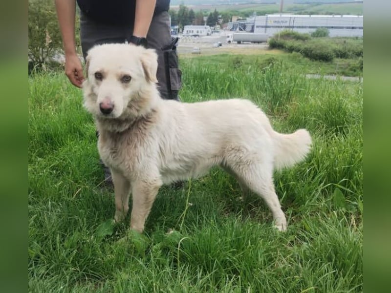 Steven, Retriever Mischling