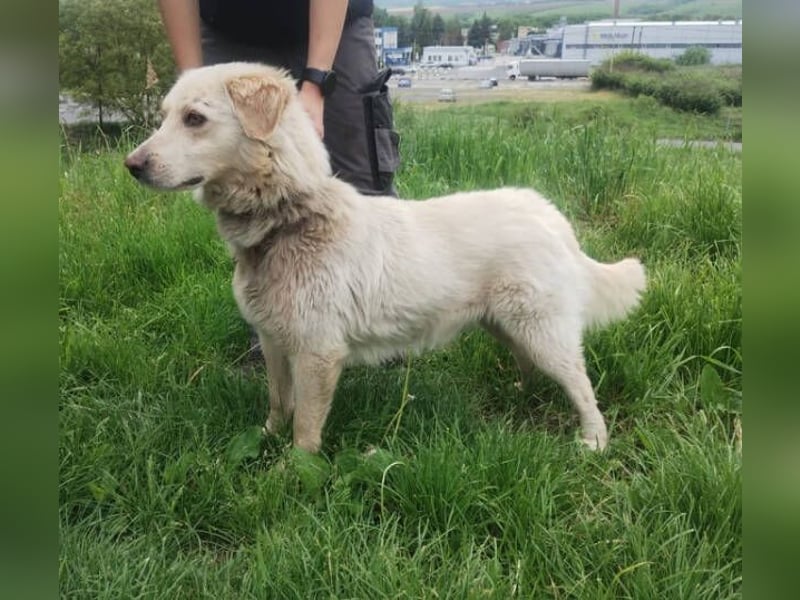 Steven, Retriever Mischling