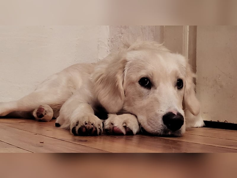 Deckrüde Golden Retriever