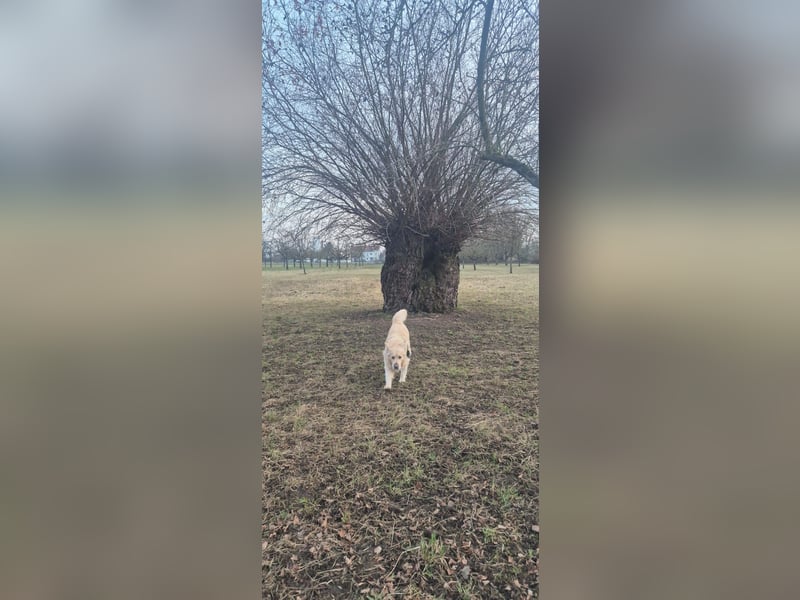 Golden Retriever Deckrüde