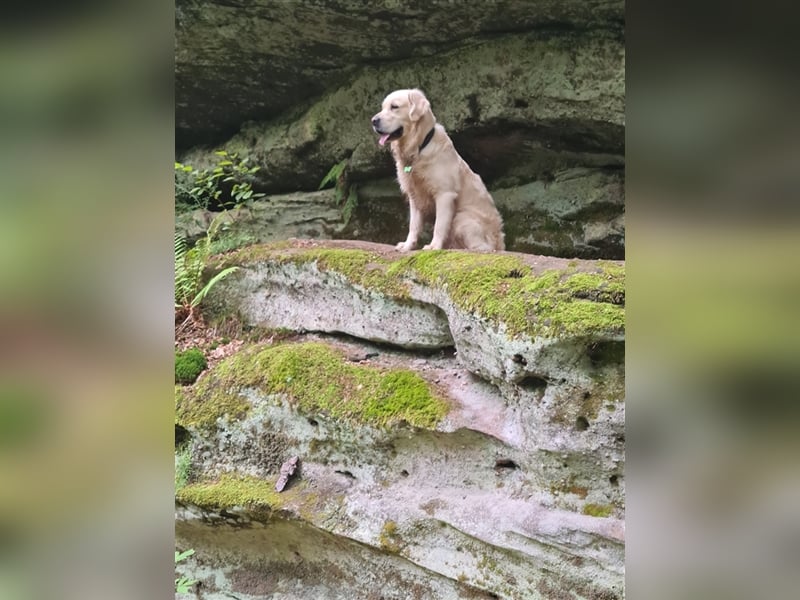 Golden Retriever Deckrüde