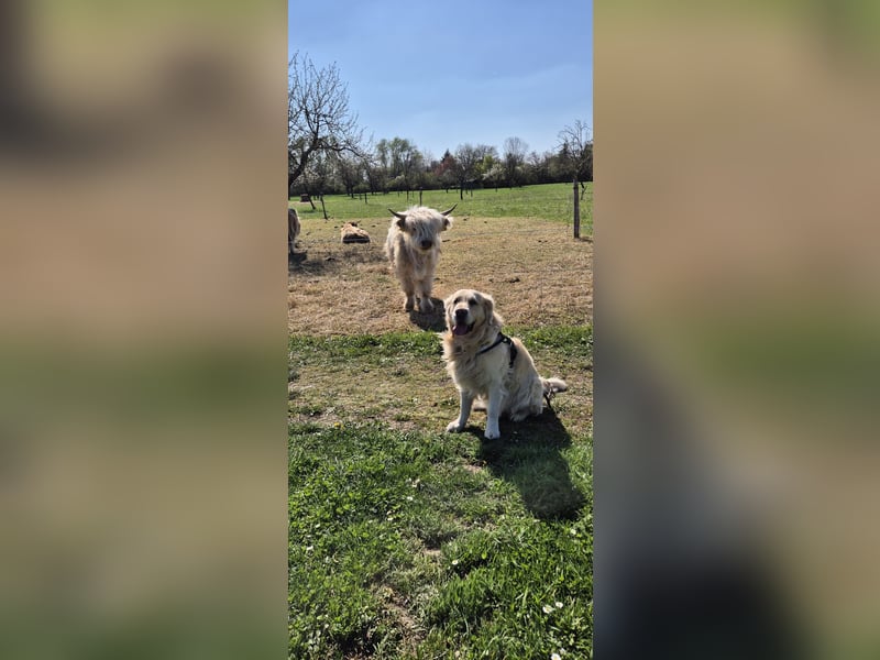 Golden Retriever Deckrüde