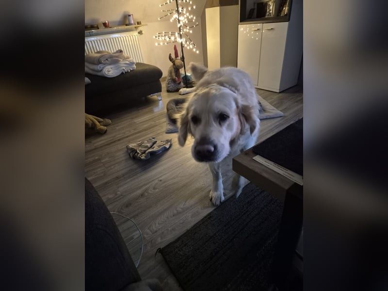 Golden Retriever Deckrüde