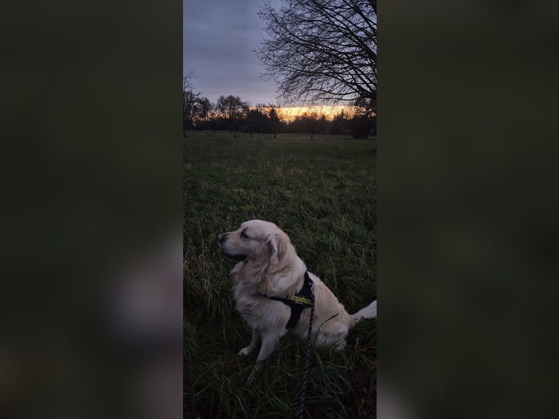 Golden Retriever Deckrüde