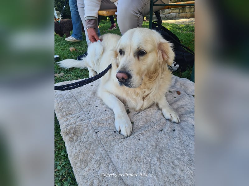 Golden Retriever Deckrüde