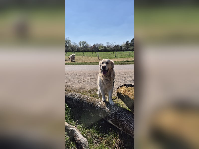 Golden Retriever Deckrüde