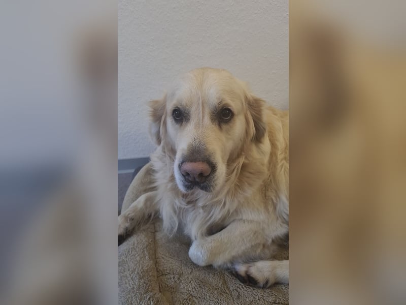 Golden Retriever Deckrüde