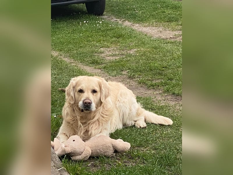 Golden Retriever Deckrüde