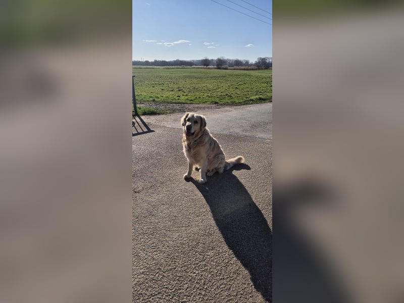 Golden Retriever Deckrüde