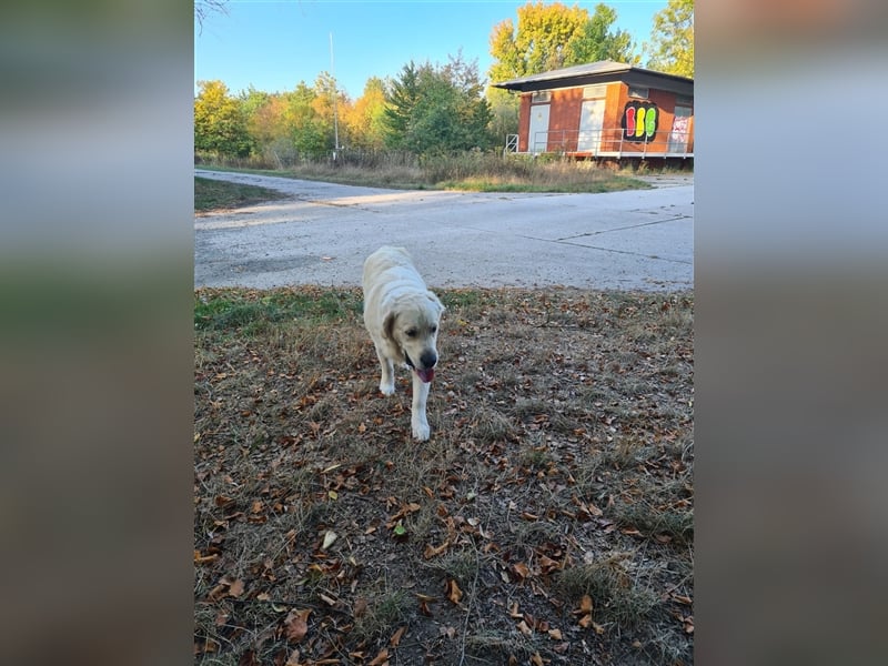 Golden Retriever Deckrüde