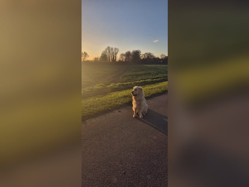 Golden Retriever Deckrüde