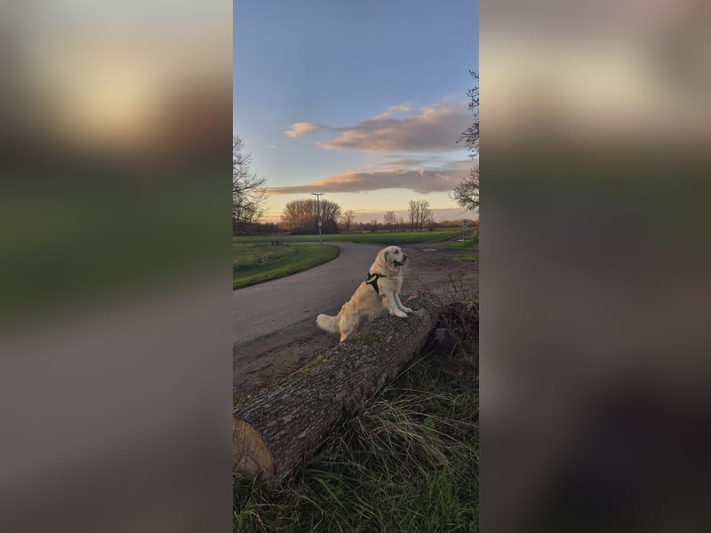 Golden Retriever Deckrüde