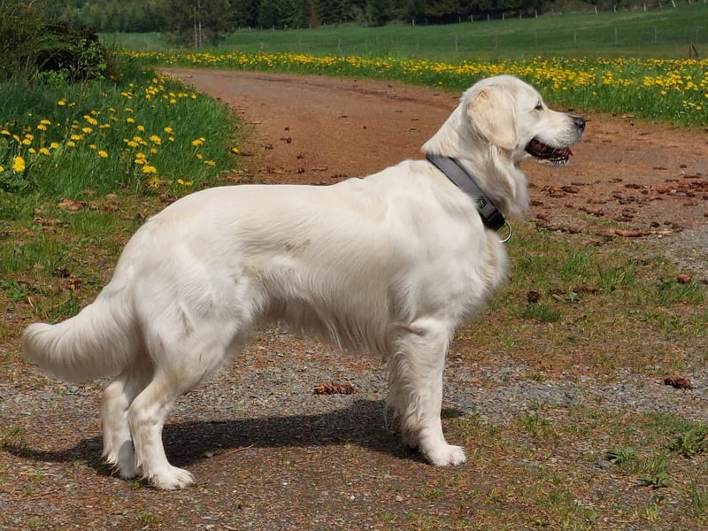 Golden-Retriever Welpen creme-weiß Wurfankündigung