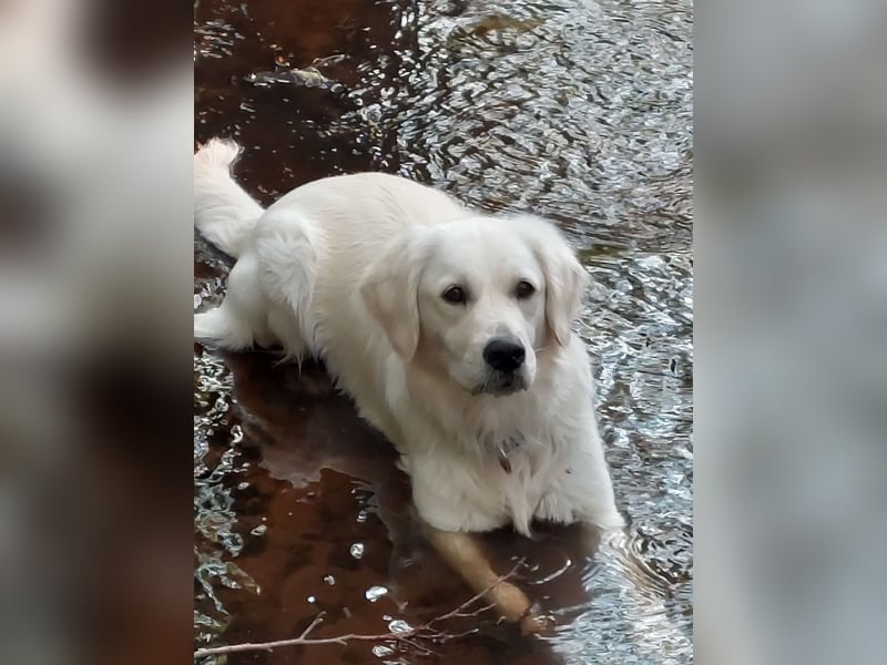 Golden-Retriever Welpen creme-weiß Wurfankündigung